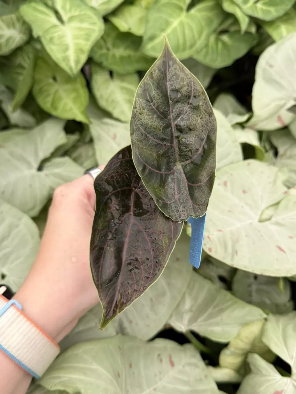 Alocasia Azlanii Specific Starter 9309EMP | FF thumbnail