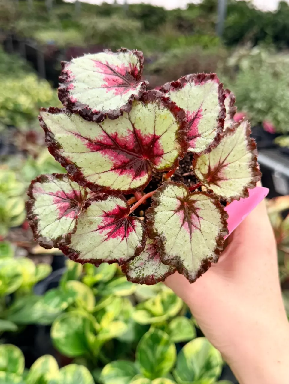 Begonia Harmony’s Bullseye Specific 4” Pot 9069FEP | F thumbnail