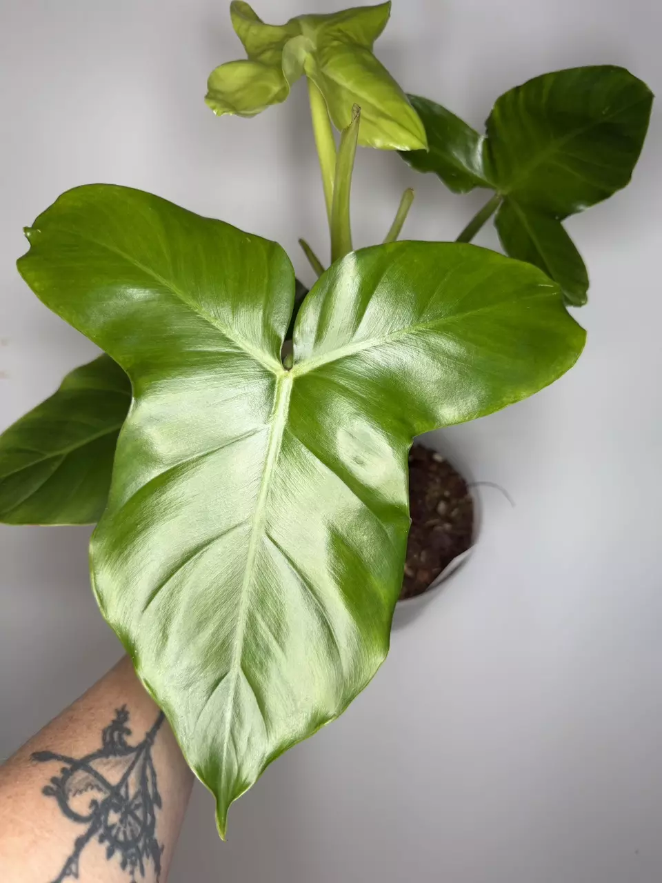 Philodendron Sanctamartinense - 6” Pot thumbnail