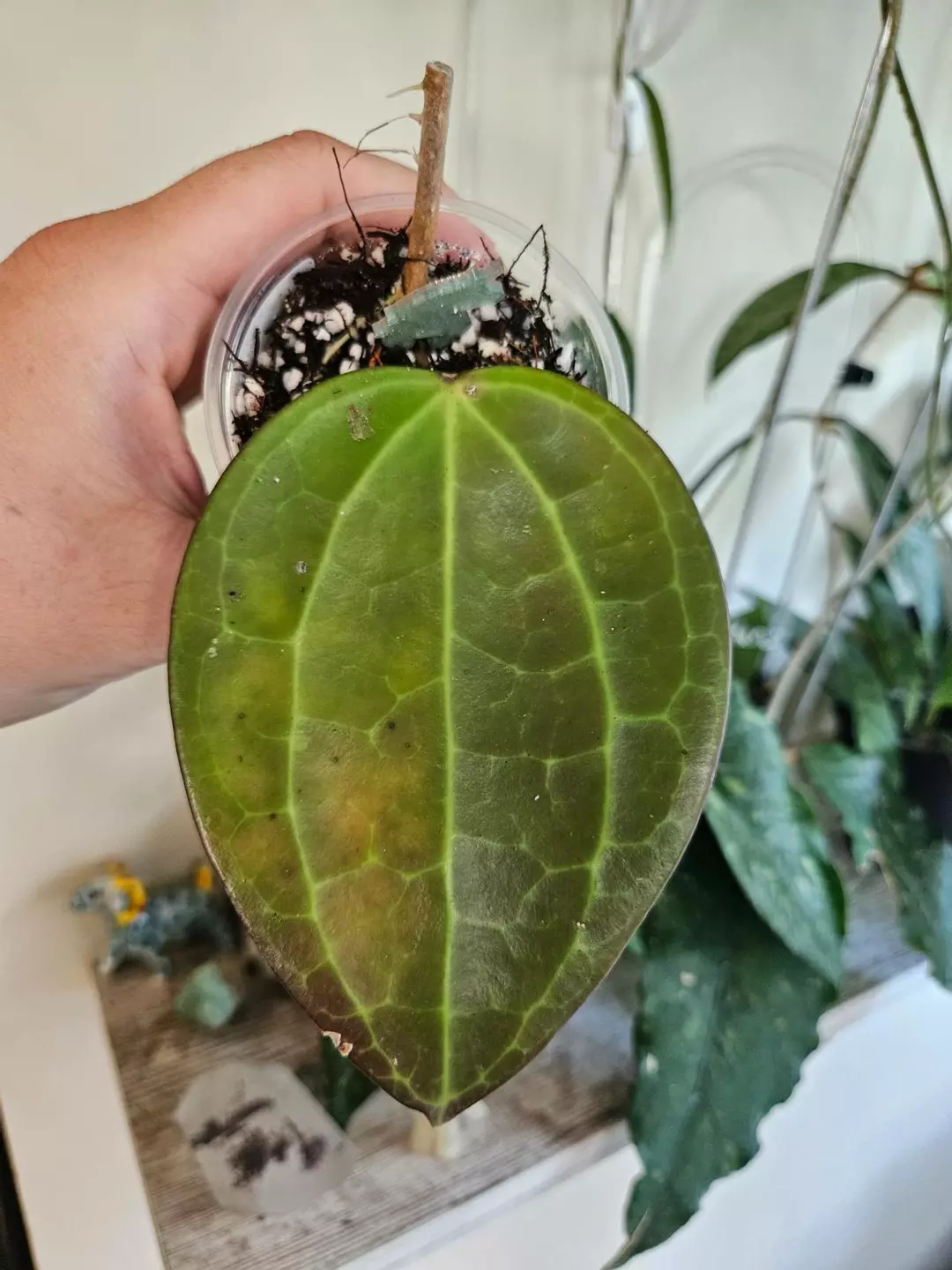 Hoya Macrophylla Red #262 thumbnail