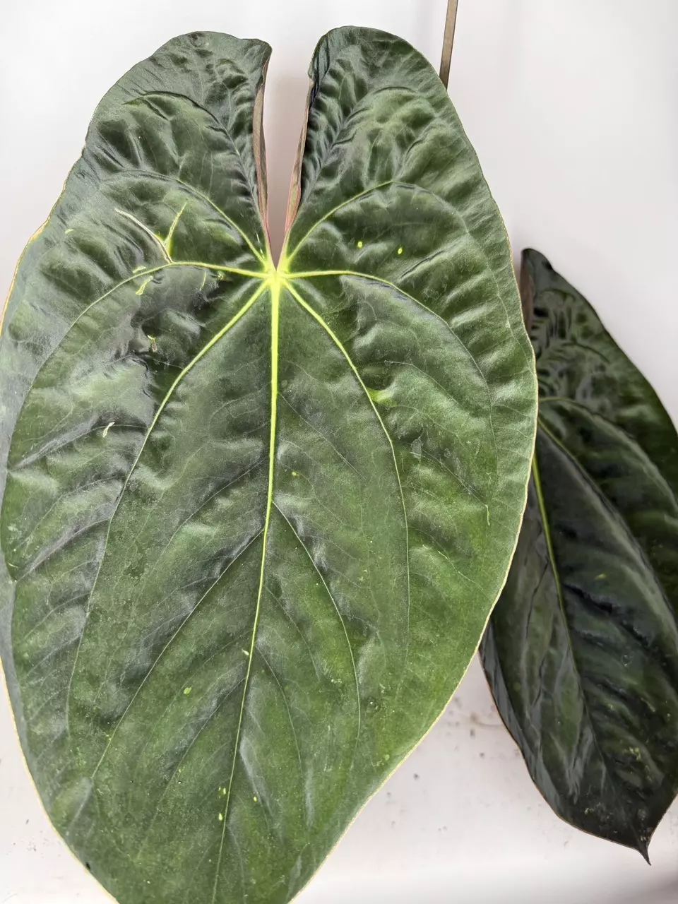Anthurium 4040 (Papa Midnite x Papa Legba) thumbnail
