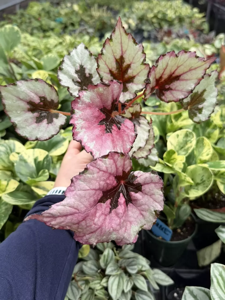 Begonia Kotobuki 4” Pot Specific Plant 9225LSP | FF thumbnail