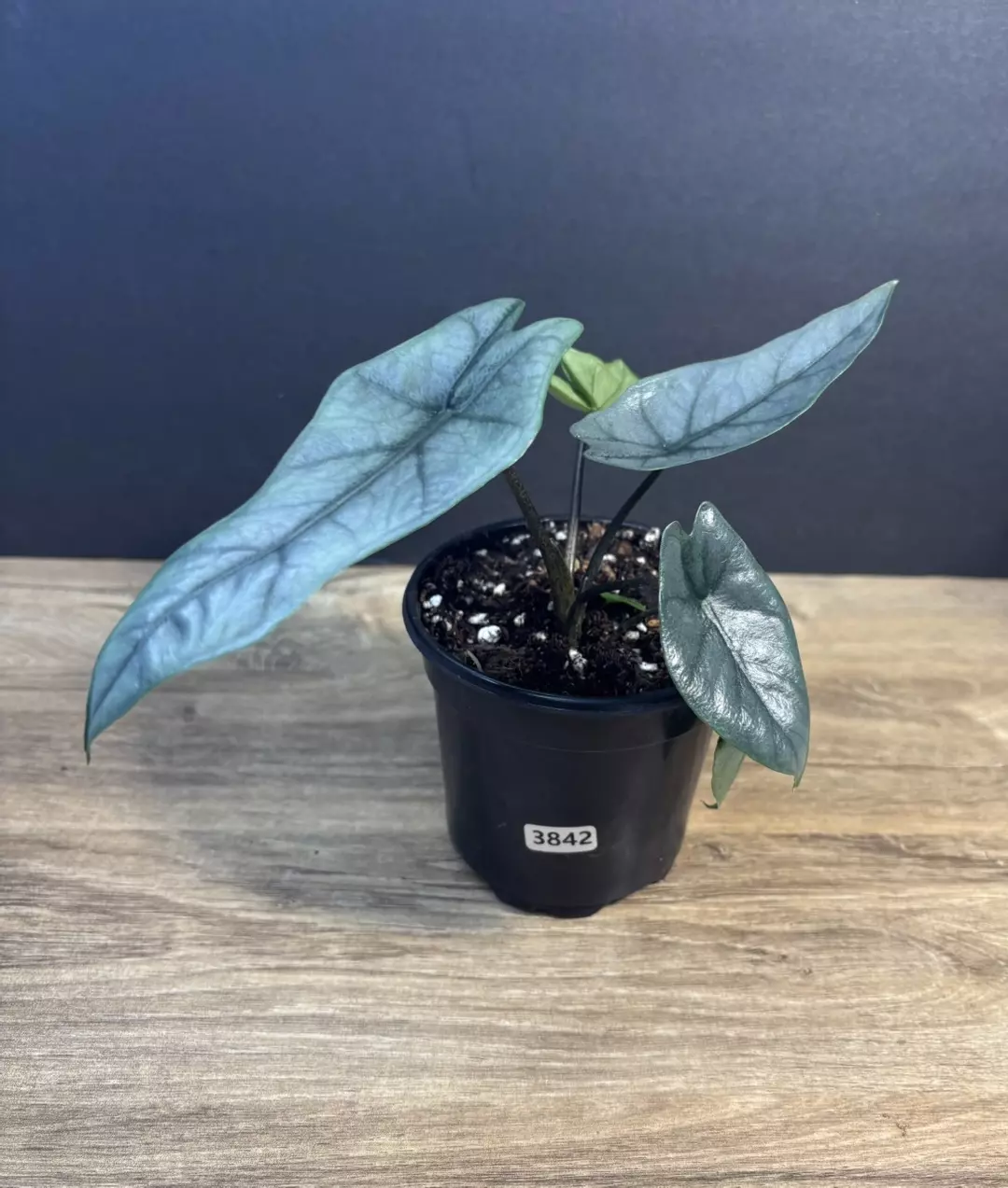 Alocasia Heterophylla Metallic Blue 4” 3842 thumbnail