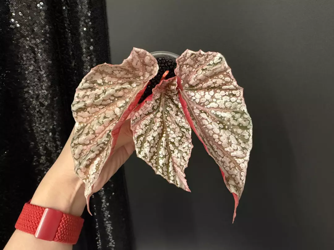Snow Capped Variegated Begonia thumbnail