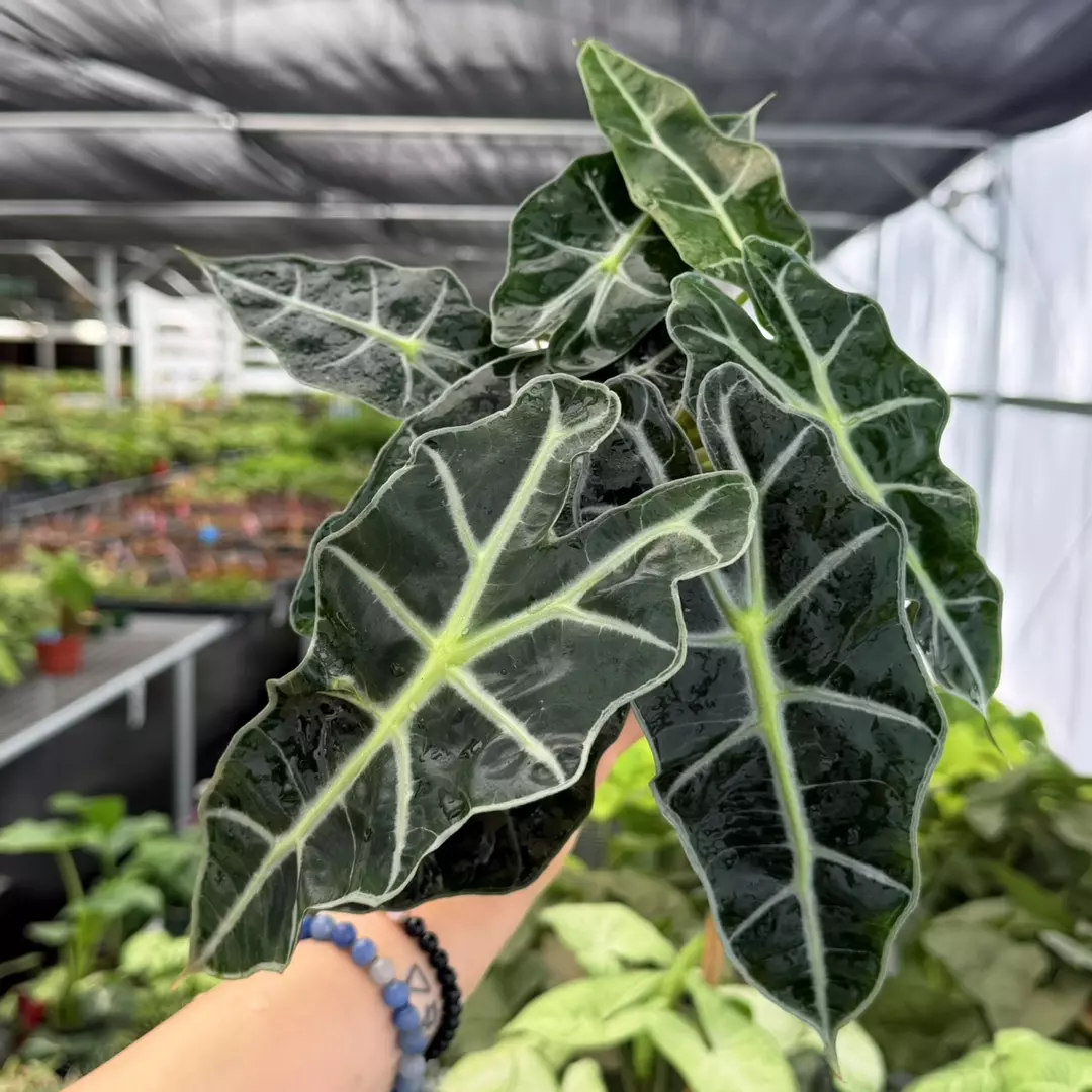 Alocasia Polly Specific 4” Pot 9133ZSP | F | thumbnail