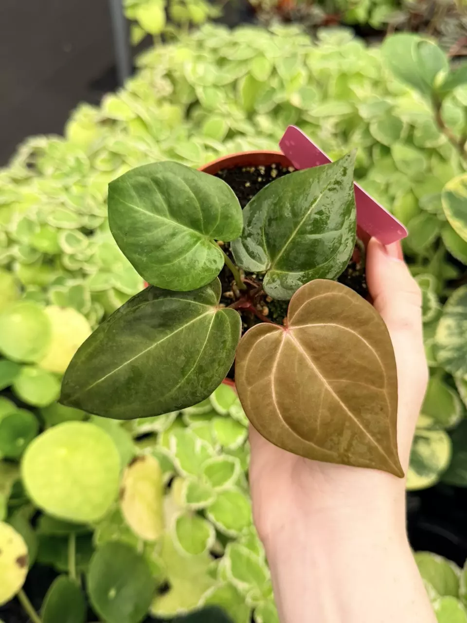Anthurium Papi x Norte Specific 4” Pot 9055FEP | F thumbnail