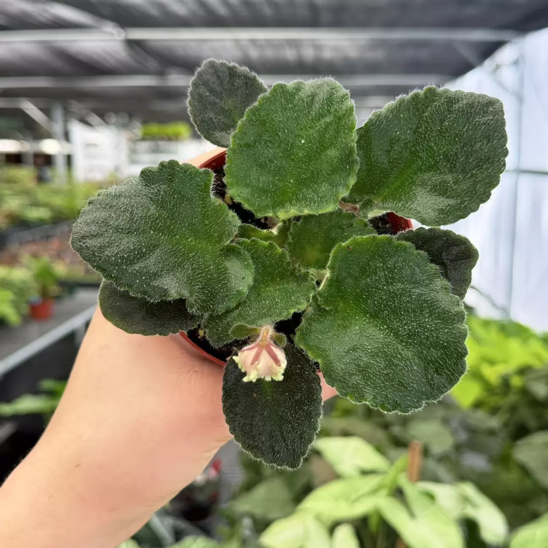 African Violet RM Vesna Specific 4” Pot 9131ZSP | F | thumbnail