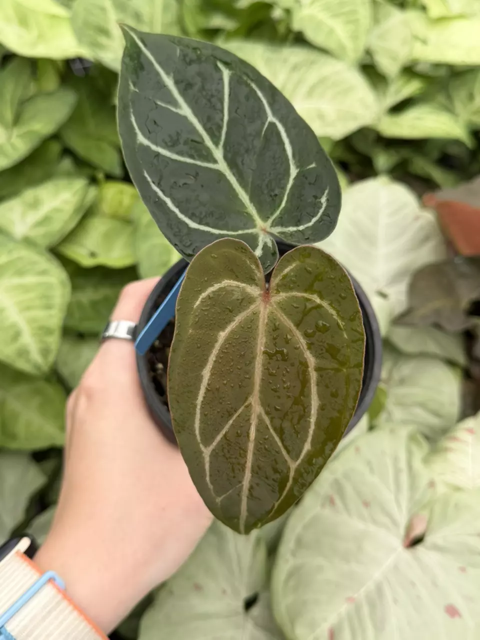 Anthurium Carla x Papi Red Stem Sinus Specific 4” Pot 8297EMP | FF thumbnail