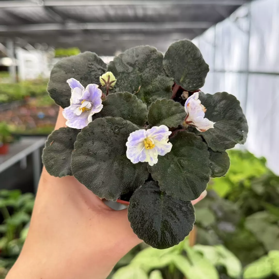 African Violet Harmony’s Cotton Candy Specific 4” Pot 9134ZSP | F | thumbnail