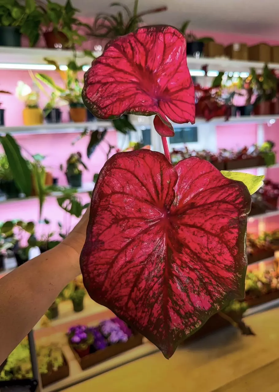 Caladium C rare thumbnail