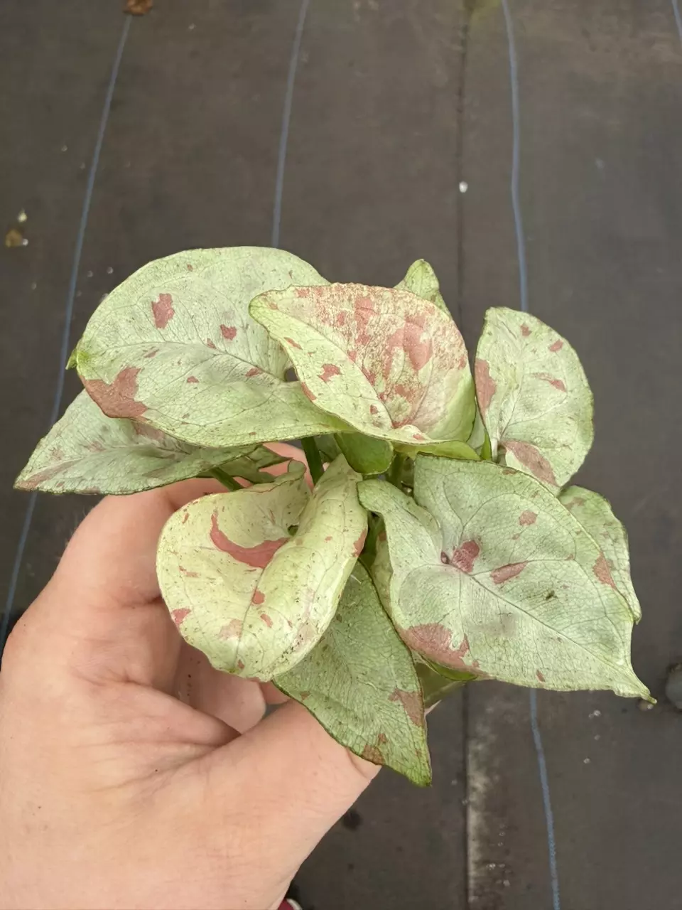 Syngonium Milk Confetti Starter Specific Plant 9217LSP | FF thumbnail