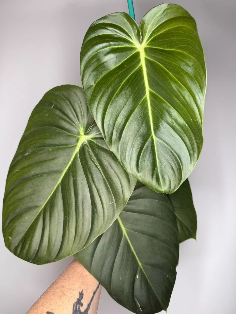 Philodendron Pastazanum x Melanochrysum - 5” Pot thumbnail