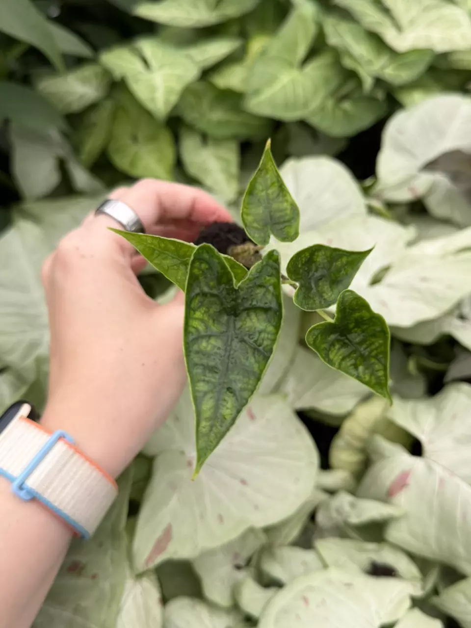 Alocasia Reticulata Specific Starter 9310EMP | FF thumbnail