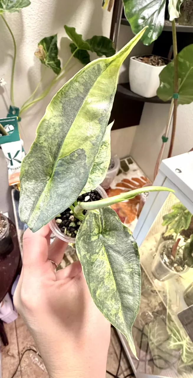 Aurea Dragon Breath Alocasia thumbnail