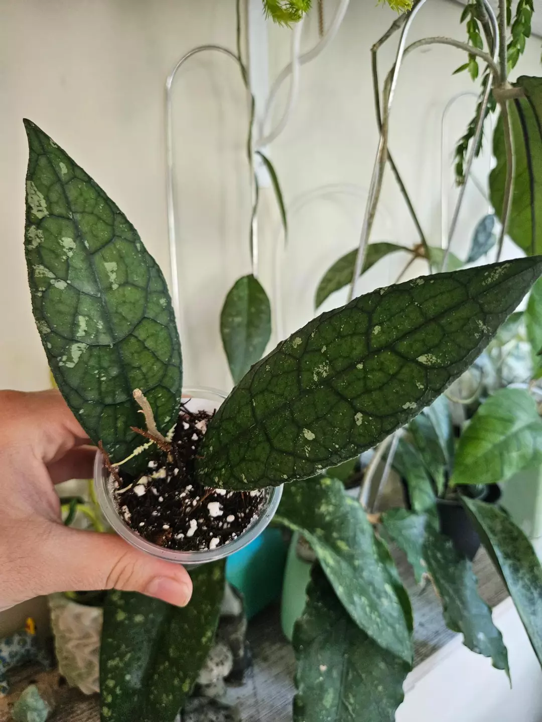 Clemensiorum Jurassica #261 thumbnail