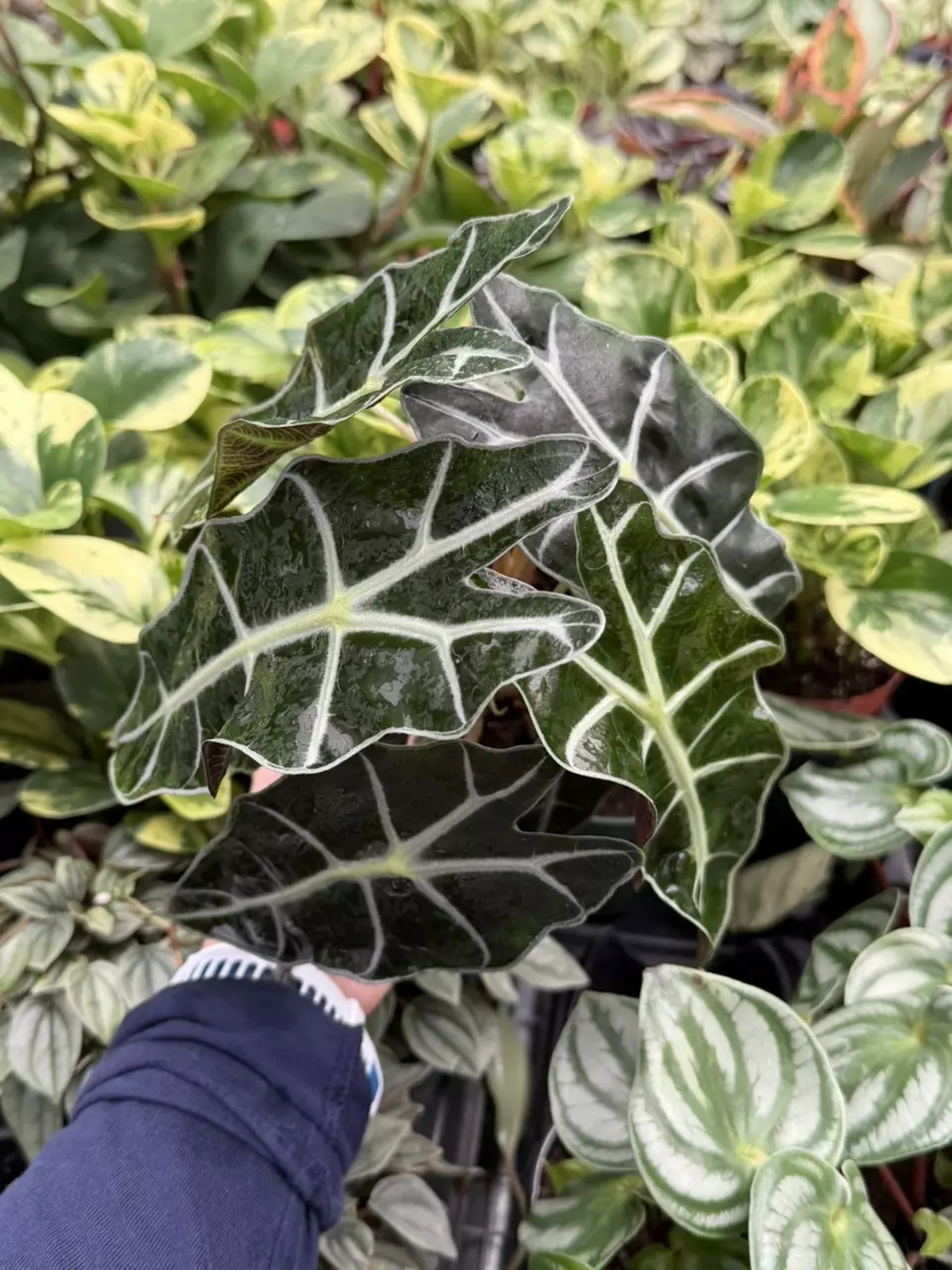 Alocasia Polly 4” Pot Specific Plant 9216LSP | FF thumbnail