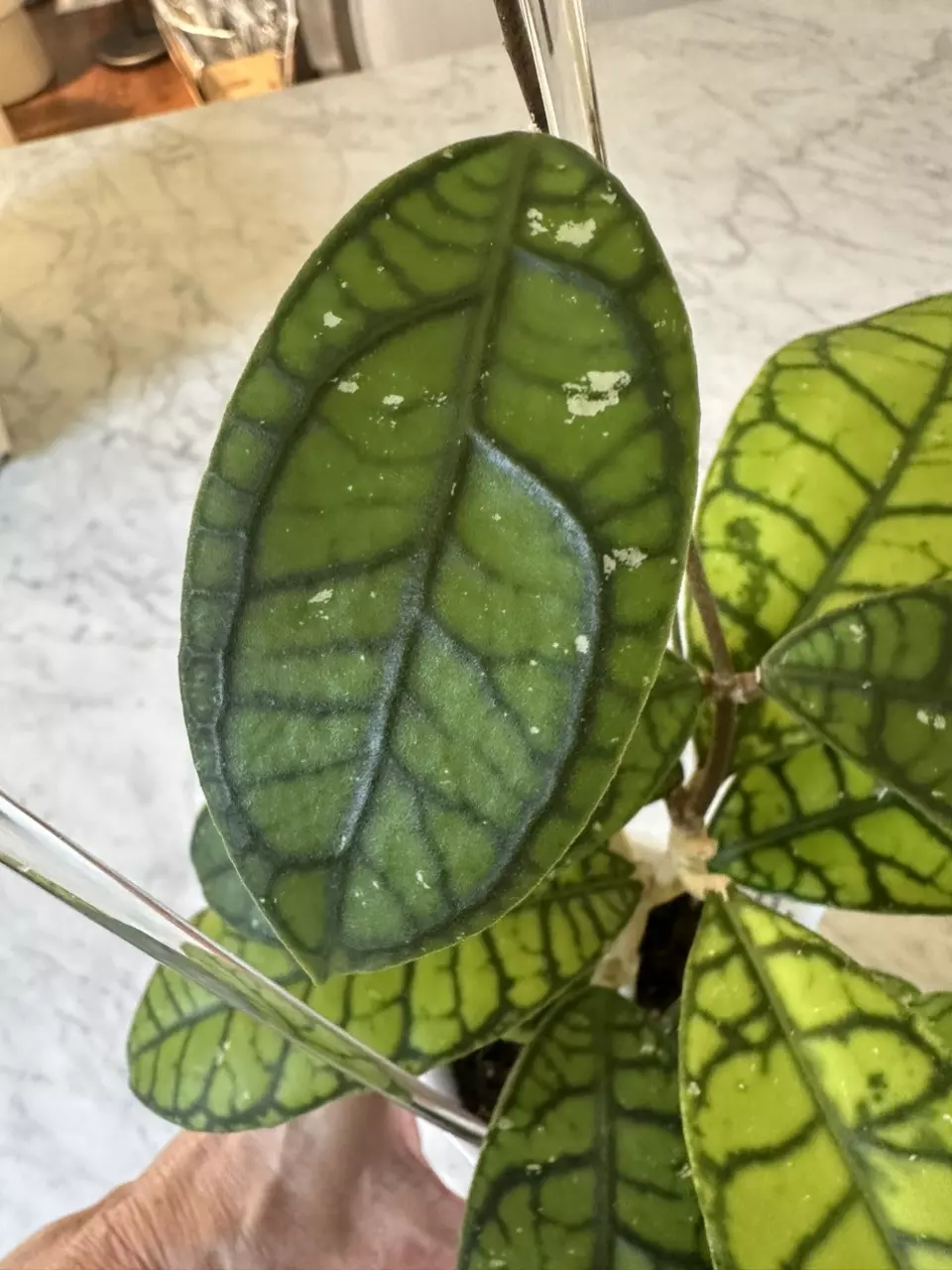 1269  🌿💚 Hoya Callistophylla ‘Vena’ 💚🌿- 4” swp and acrylic trellis thumbnail