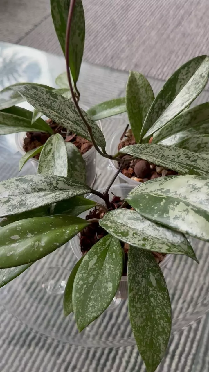 4” Publicalyx Splash (grower’s choice) thumbnail