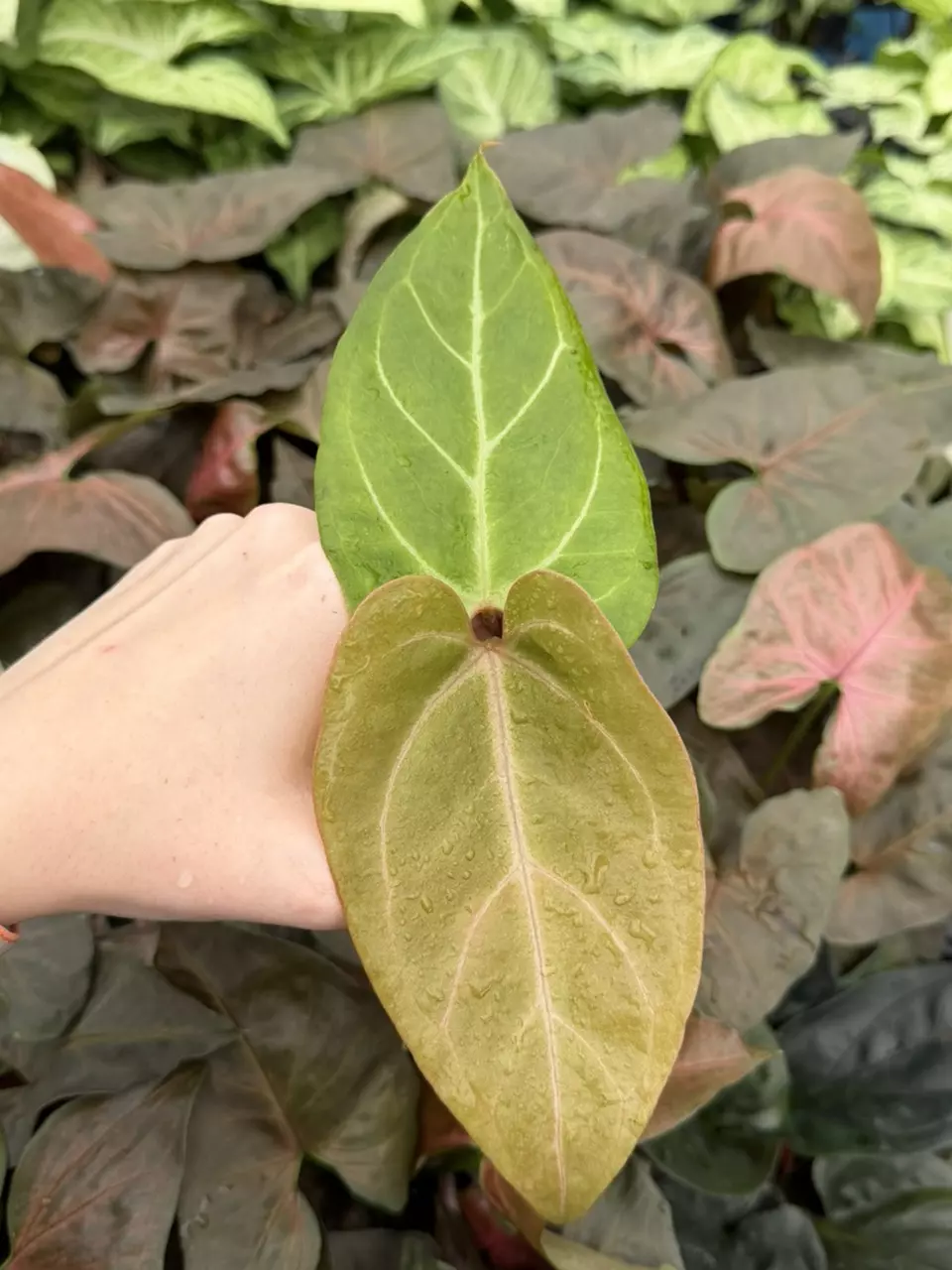 Anthurium Dressleri x Carla Specific Starter 9311EMP | FF thumbnail