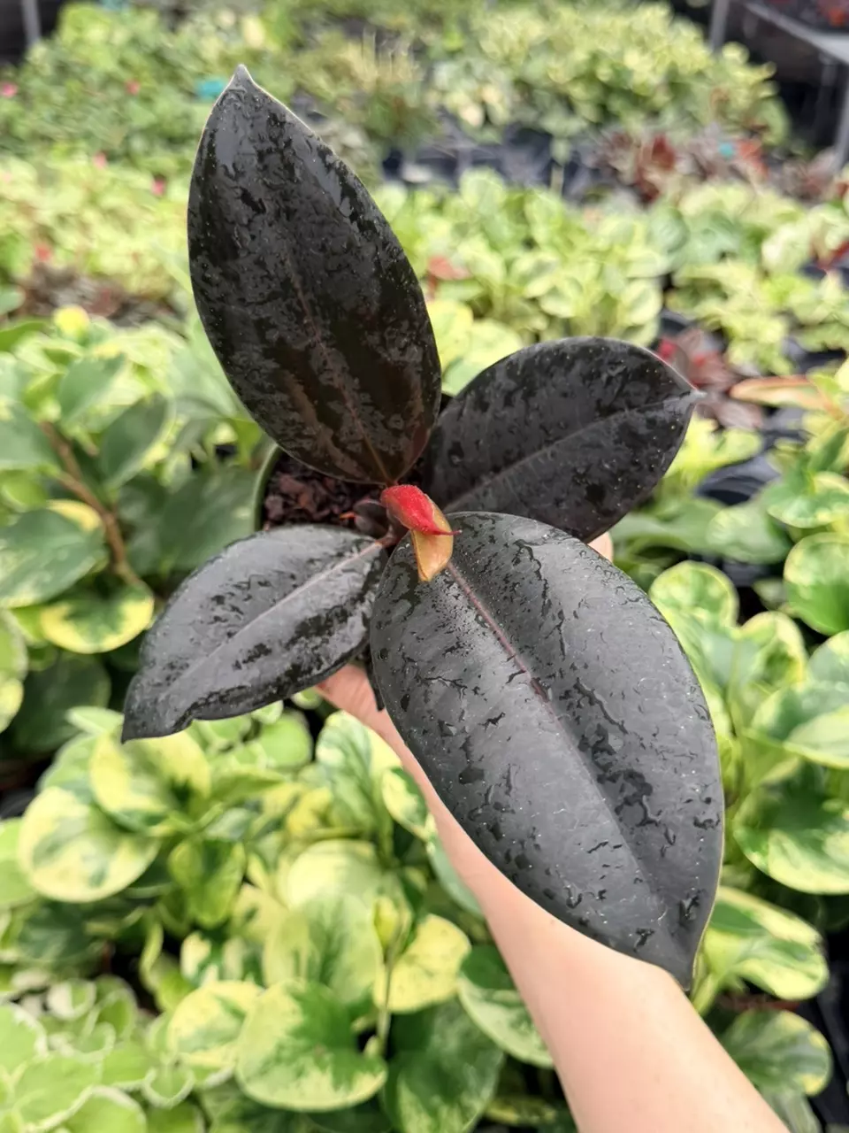 Ficus Burgundy Specific 4” Pot 9064FEP | F thumbnail