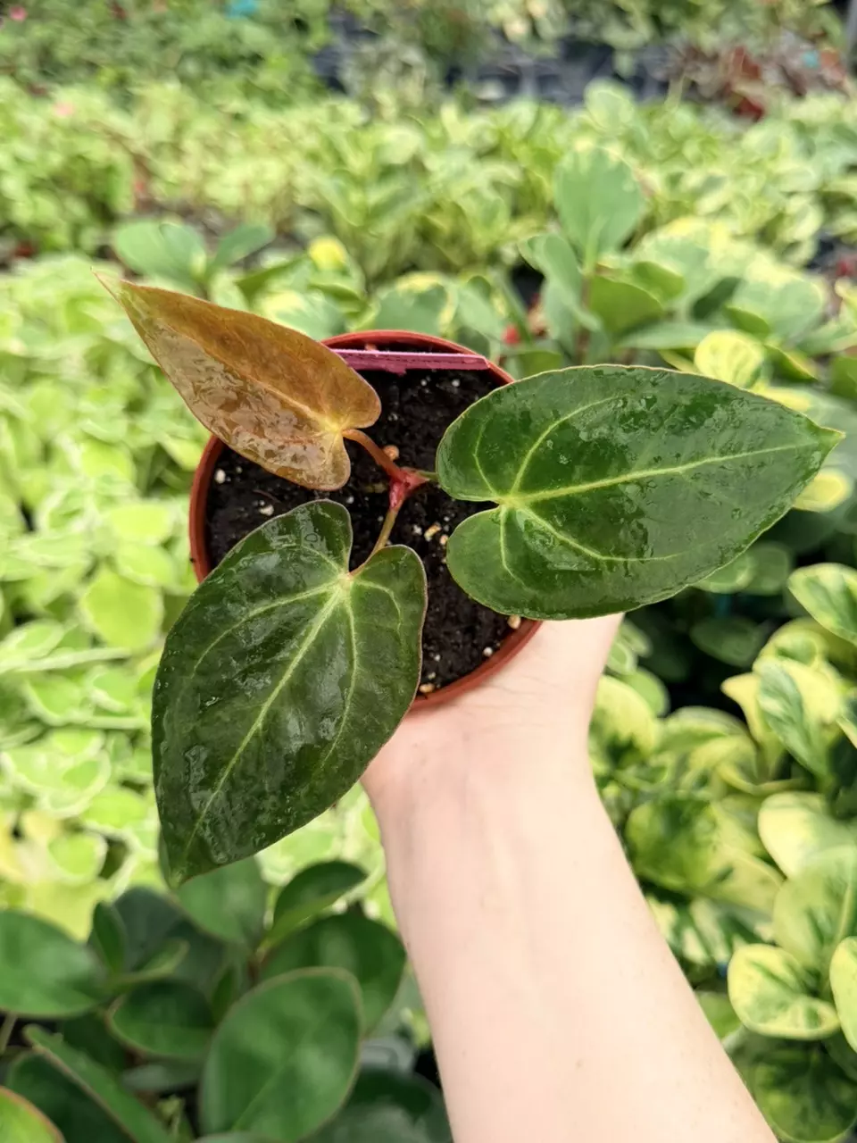 Anthurium Legend x Magnificum Specific 4” Pot 9063FEP | F thumbnail