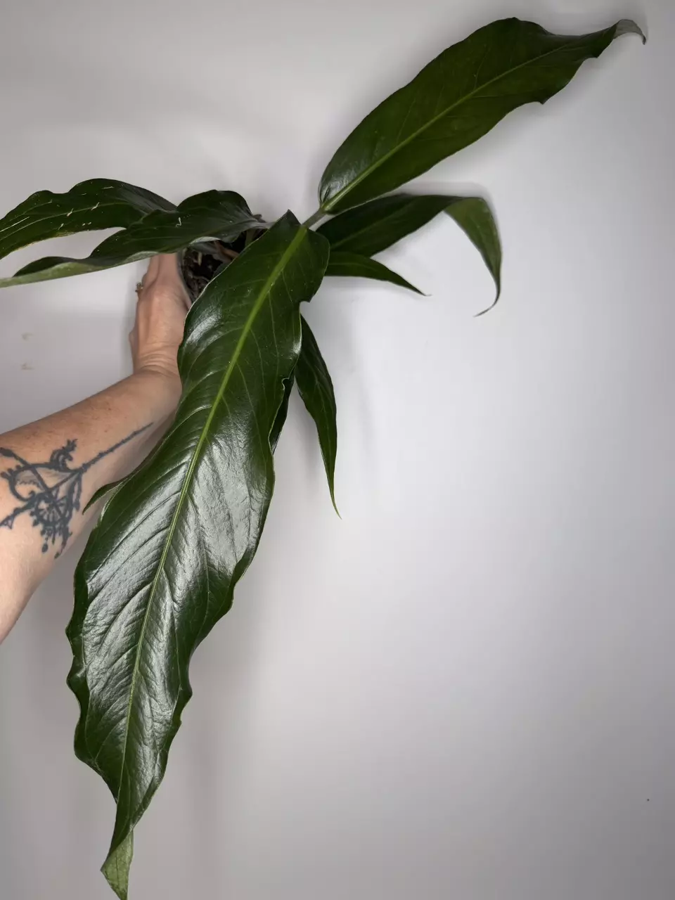 Anthurium Big Bill x Watermaliense (Pendant Form) thumbnail