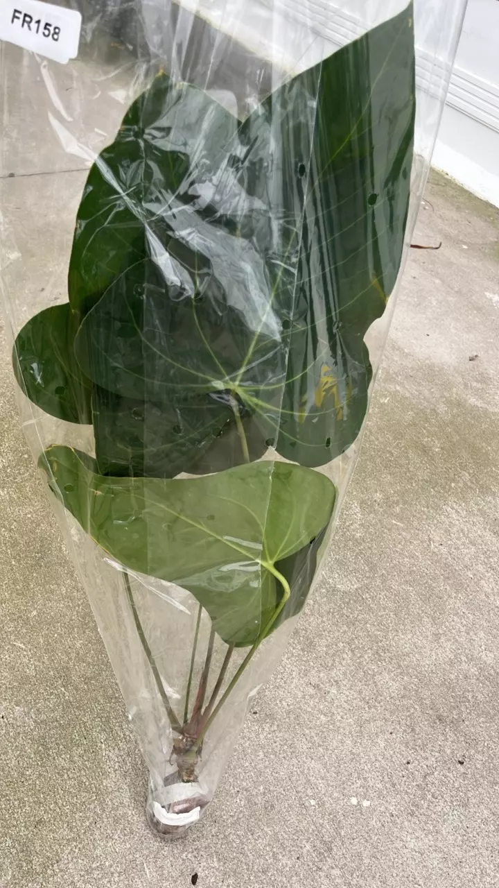FR158 Anthurium Wonder x Cuyabeno Soul (BIG!) thumbnail