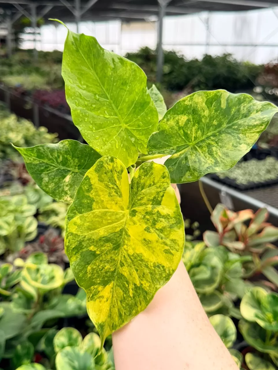 Alocasia Yellow Variegated Gageana Aurea Specific 4” Pot 9088FEP | F thumbnail