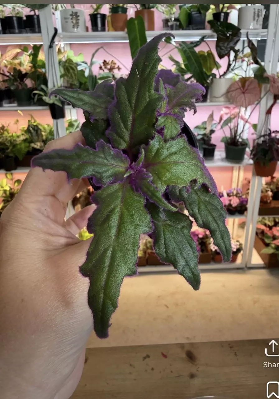 Purple passion 2” thumbnail
