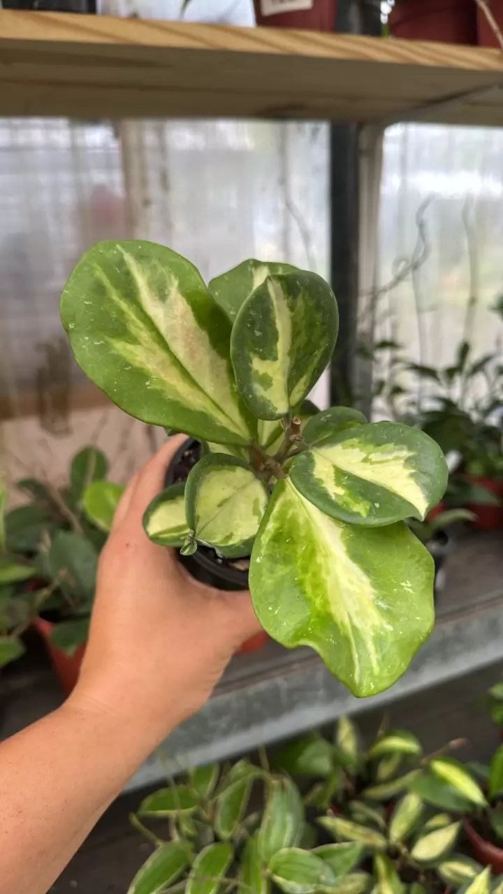 552 Hoya obovata inner variegated thumbnail