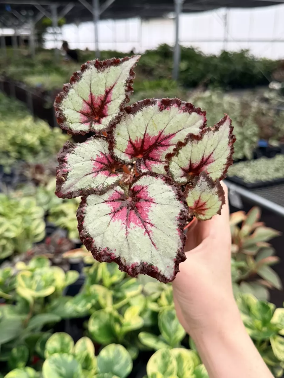 Begonia Harmony’s Bullseye Specific 4” Pot 9076FEP | F thumbnail