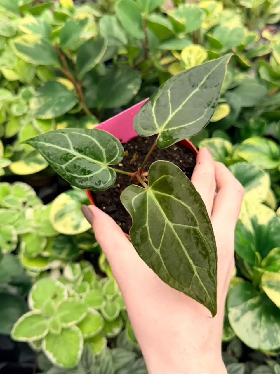 Anthurium Papi x Warocq Specific 4” Pot 9077FEP | F thumbnail