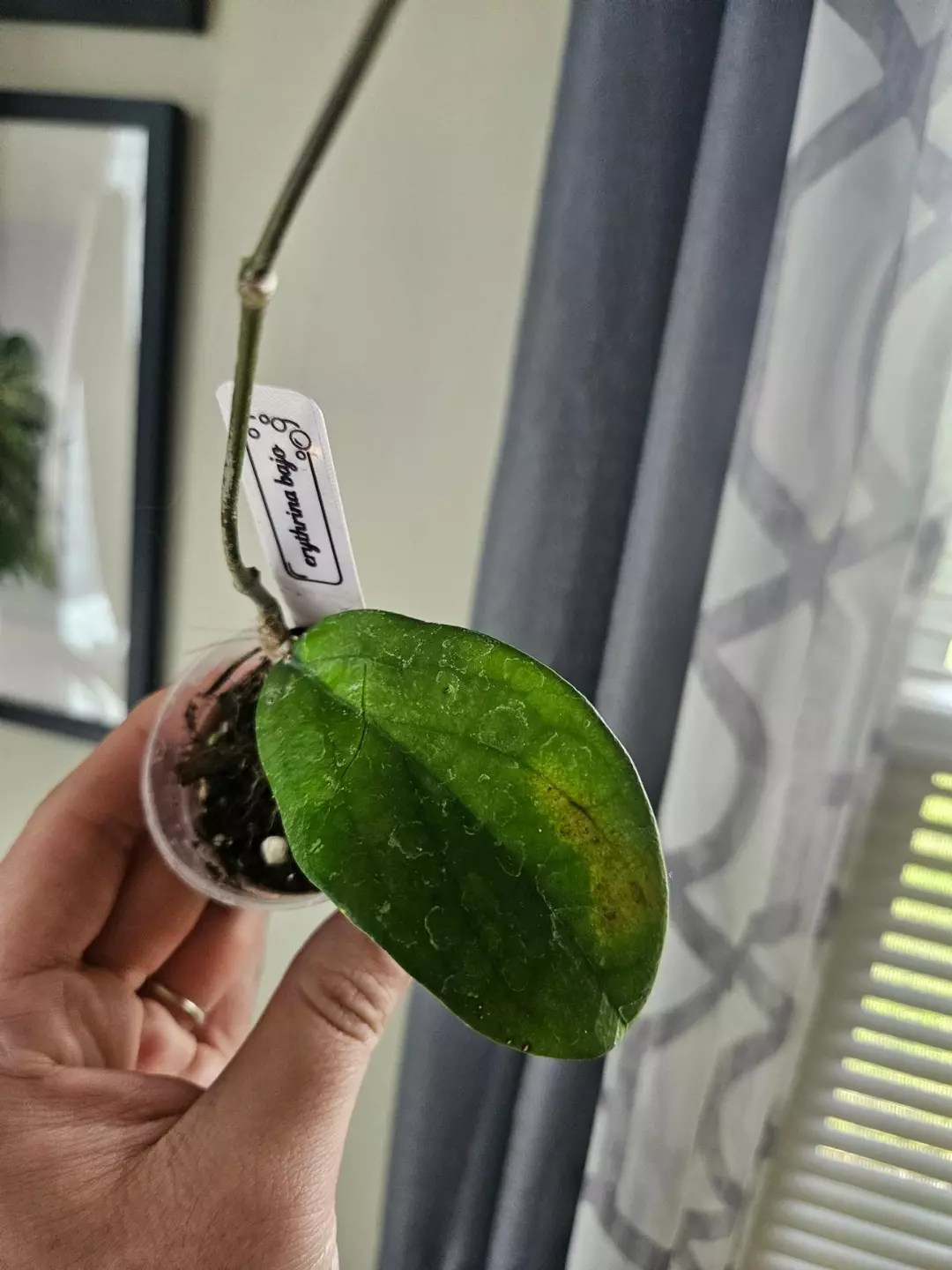 Erythrina bajo thumbnail