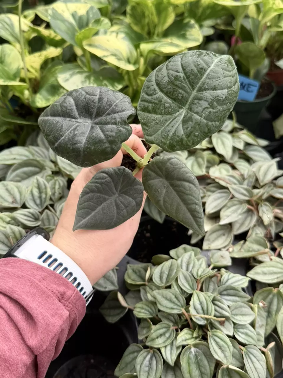 Alocasia Maharani Starter Specific Plant 9247LSP | FF thumbnail