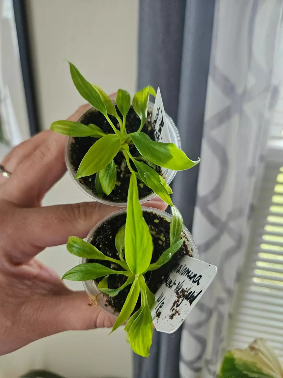 Homolomena mint verigated starter GC thumbnail