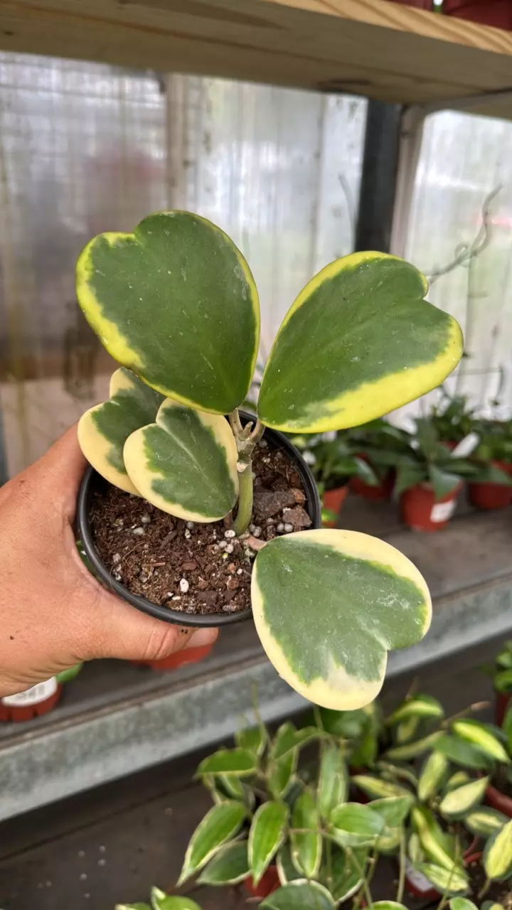 557 Hoya Kerrii outer variegated thumbnail