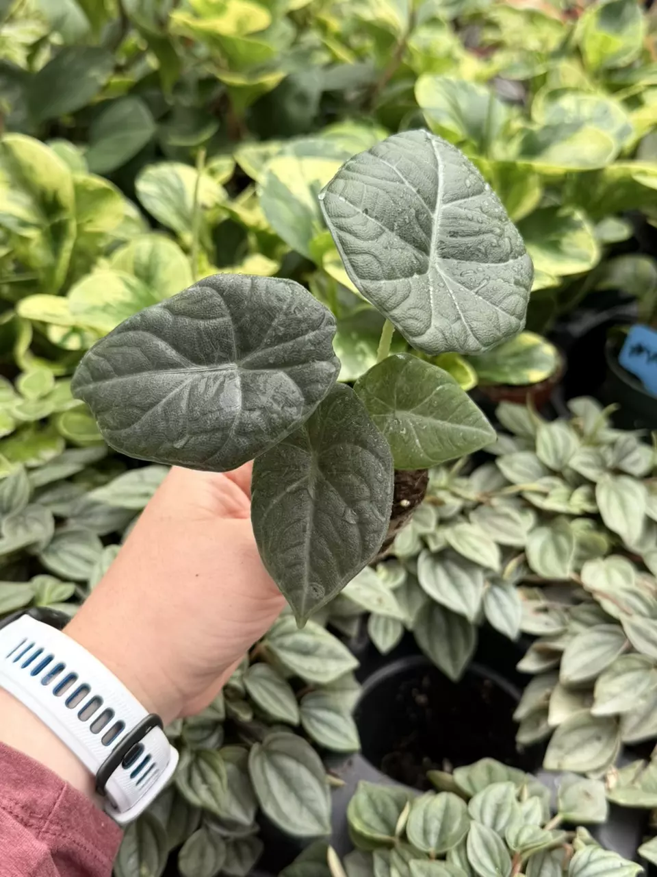 Alocasia Maharani Starter Specific Plant 9242LSP | FF thumbnail