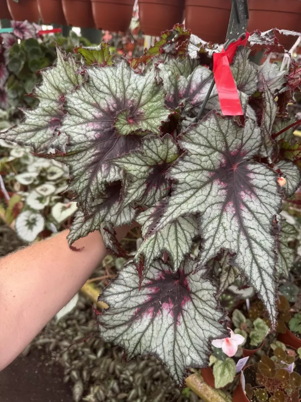 Harmony’s dragons tail begonia starter plant growers choice thumbnail