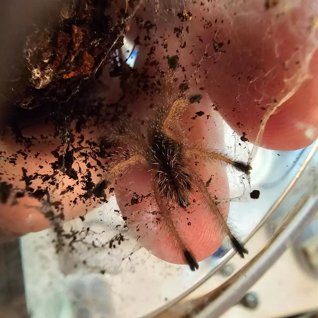 Woolly Pink Toe (Avicularia huriana) .75" thumbnail