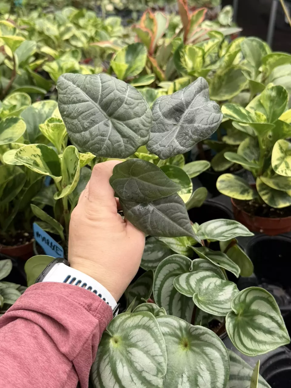 Alocasia Maharani Starter Specific Plant 9251LSP | FF thumbnail