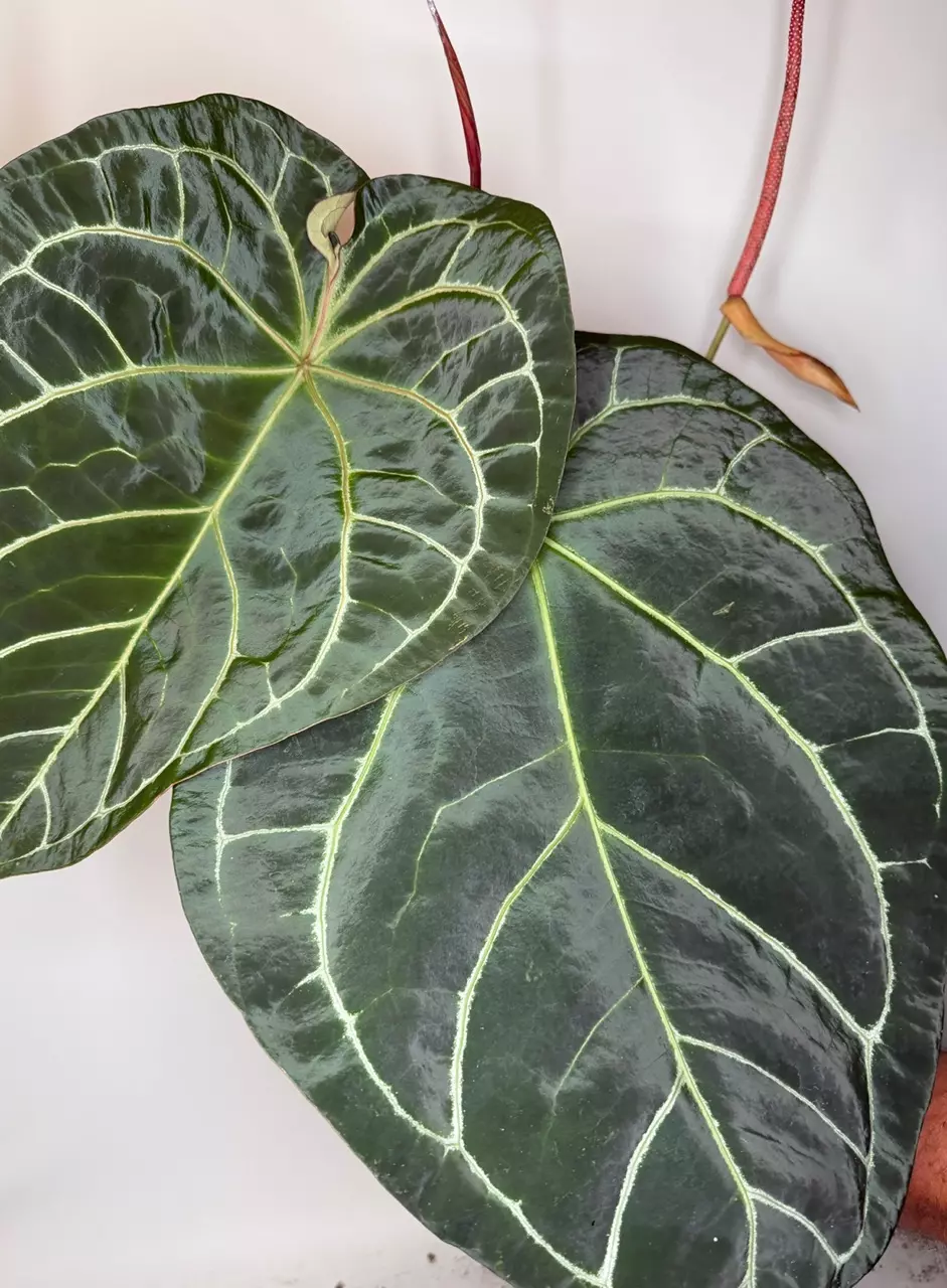 Anthurium Shattered Glass x (Black Widow x Michelle) thumbnail