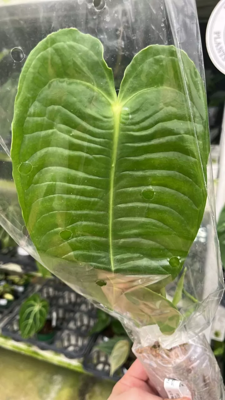 FR126 Anthurium veitchii thumbnail