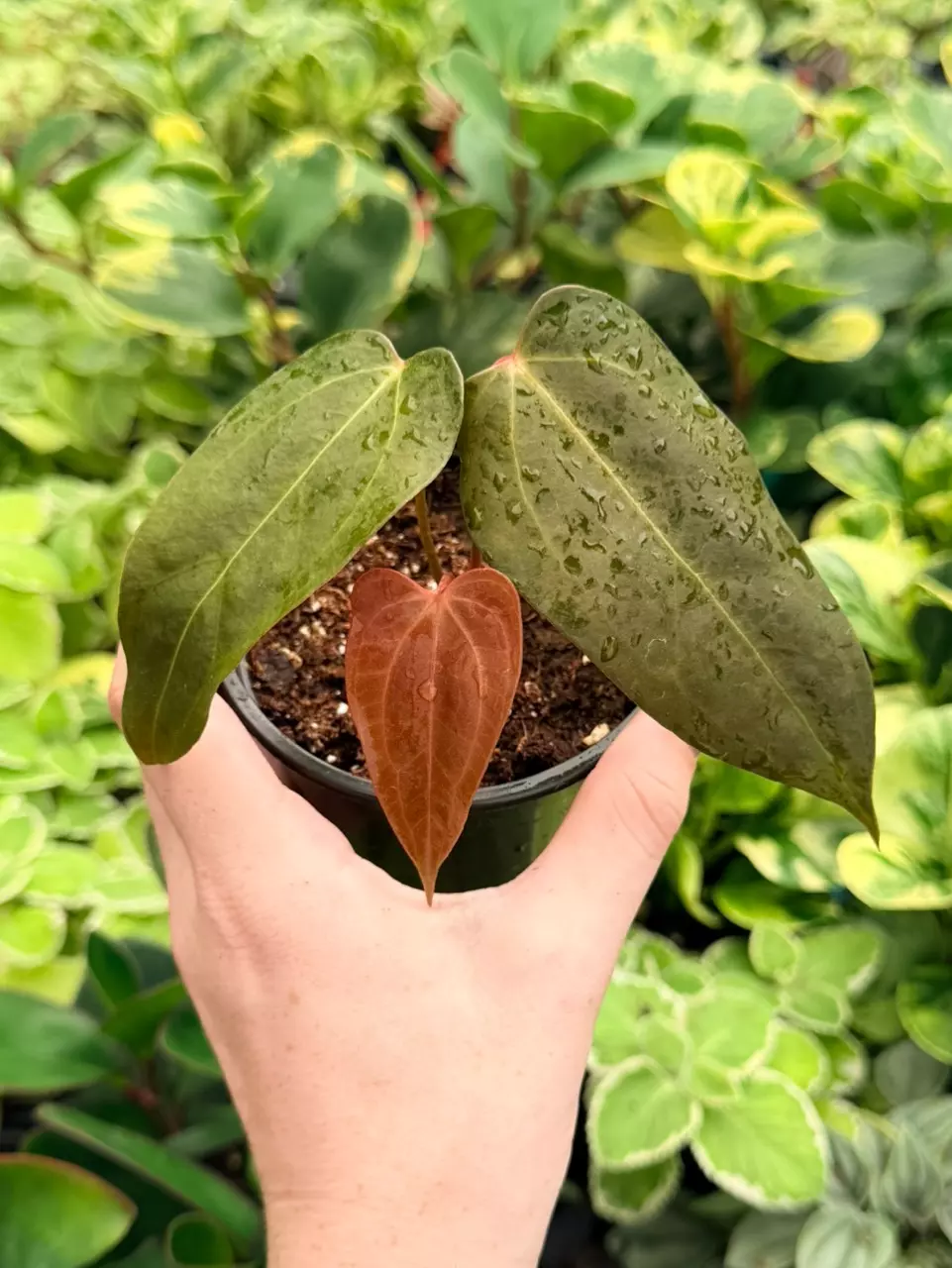 Anthurium Carla x Crystal Dark Form Specific 4” Pot 9075FEP | F thumbnail