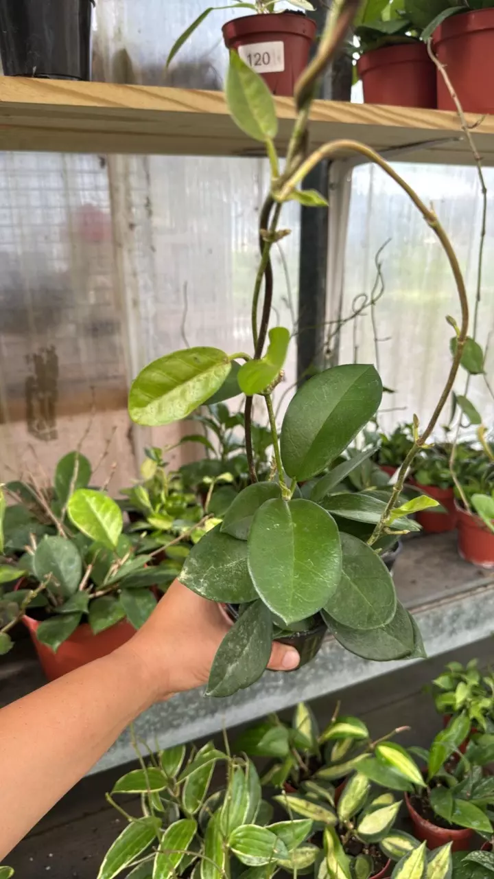 553 Hoya Skinneriana thumbnail