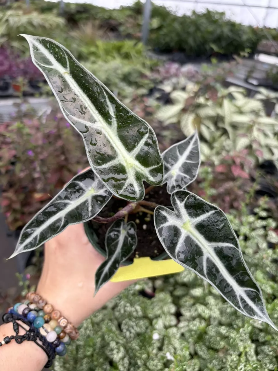Alocasia Bambino Specific 4” Pot 9494SMP | F thumbnail
