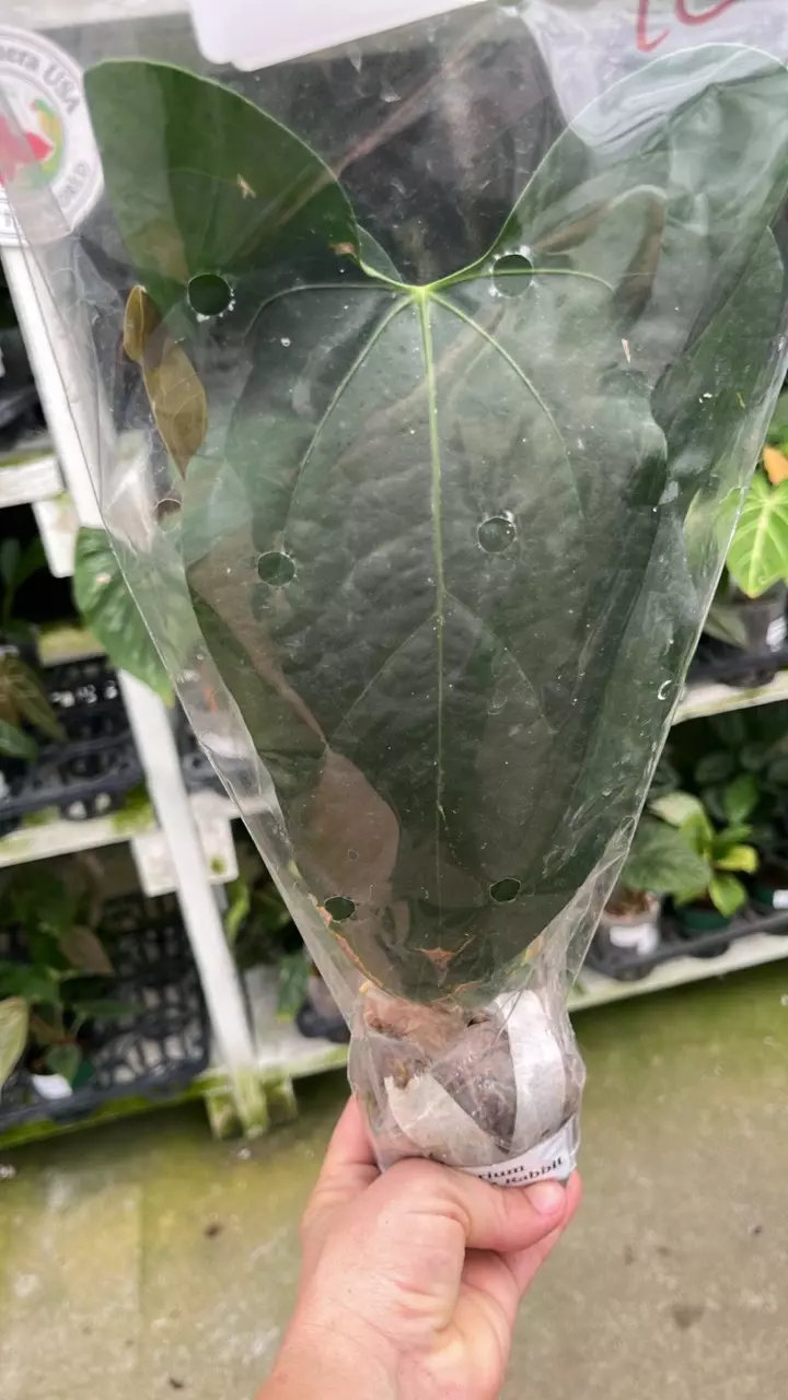 Fr159 Anthurium Amazon Rabbit thumbnail