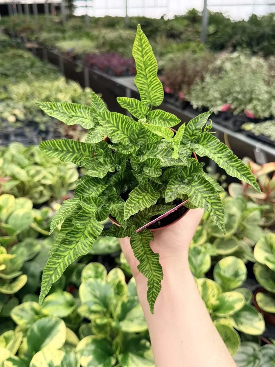 Golden Zebra Fern Specific 4” Pot 9082FEP | F thumbnail