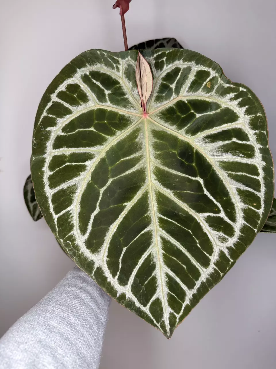 Anthurium NSE Red Crystallinum x Black Widow Michelle thumbnail