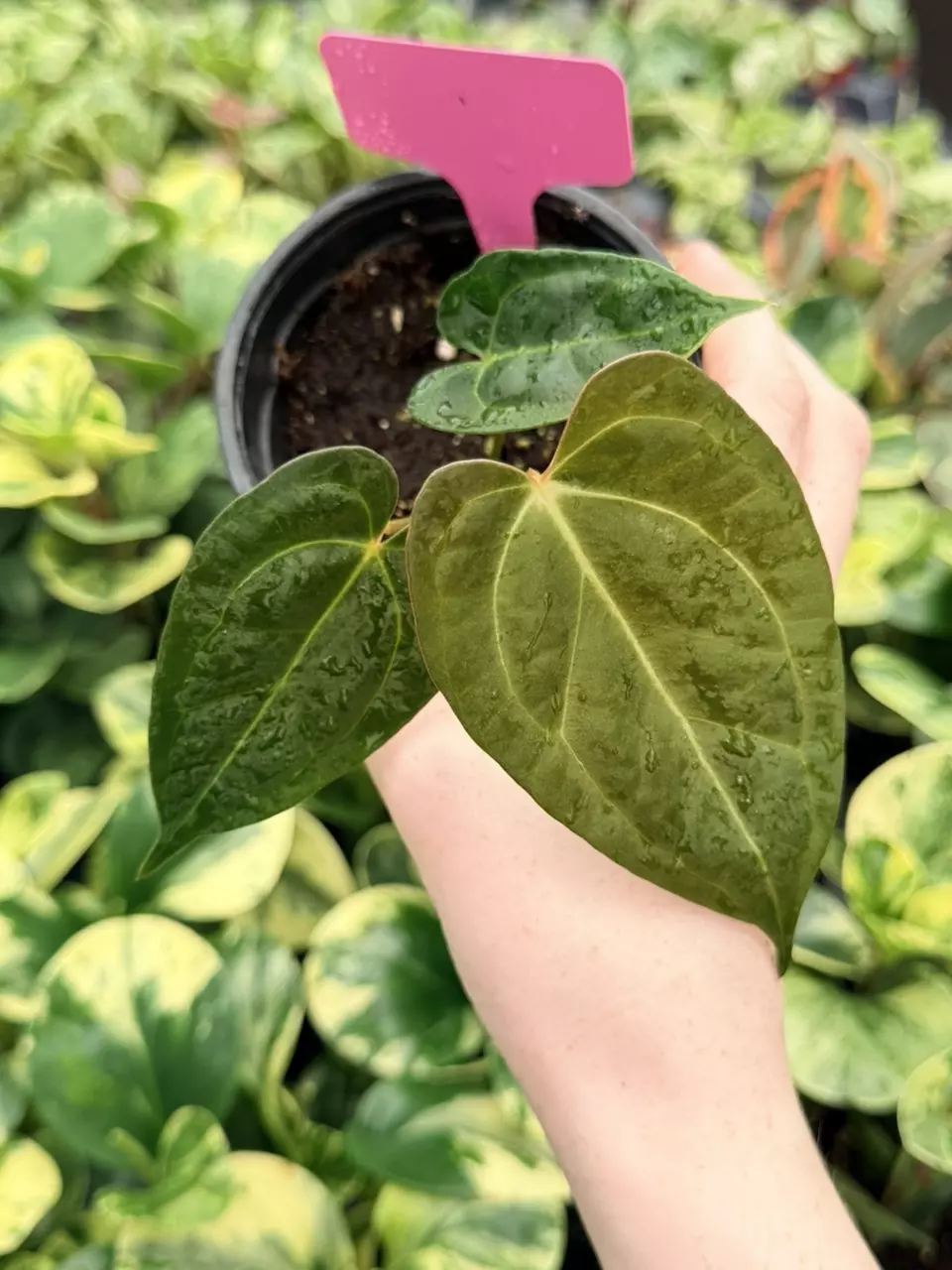 Anthurium Carla Blackie Hybrid Specific 4” Pot 9085FEP | F thumbnail