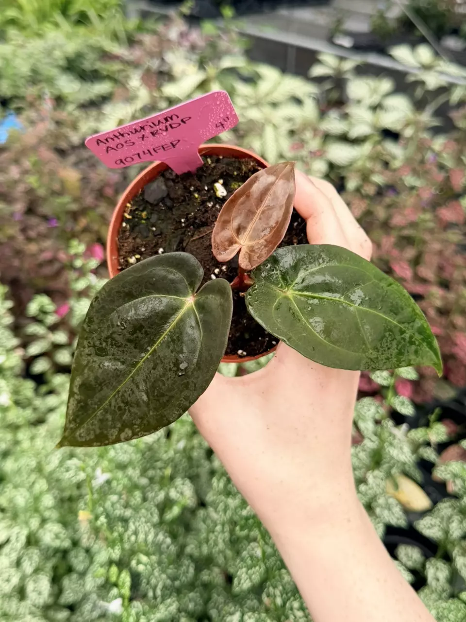 Anthurium AOS x RVDP Specific 4” Pot 9074FEP | F thumbnail